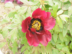 Seed Grown Tree Peony #2025-050