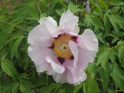 Seed Grown Tree Peony #2025-053