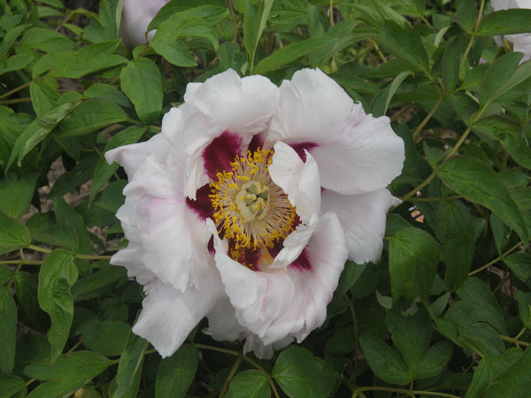 Seed Grown Tree Peony #2025-054