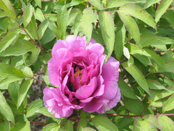 Seed Grown Tree Peony #2025-056