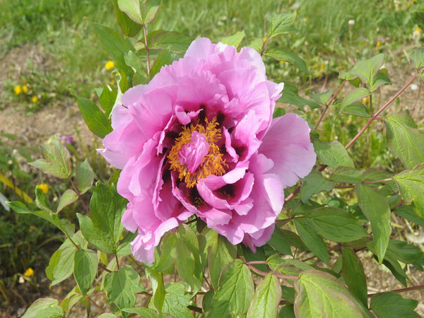 Seed Grown Tree Peony #2025-057