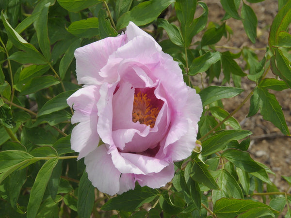 Seed Grown Tree Peony #2025-058