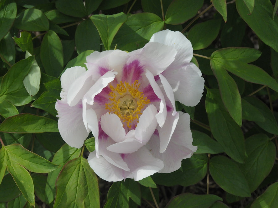 Seed Grown Tree Peonies - FALL 2025 – Cricket Hill Garden