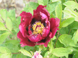 Seed Grown Tree Peony #2025-060