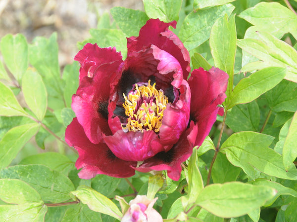 Seed Grown Tree Peony #2025-060