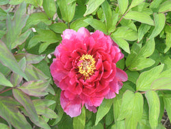 Seed Grown Tree Peony #2025-061