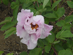 Seed Grown Tree Peony #2025-064