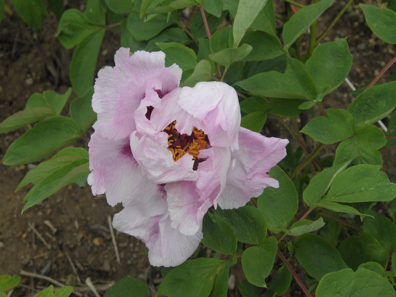 Seed Grown Tree Peony #2025-064