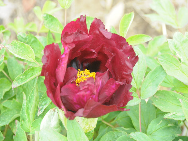 Seed Grown Tree Peony #2025-065