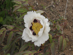Seed Grown Tree Peony #2025-067