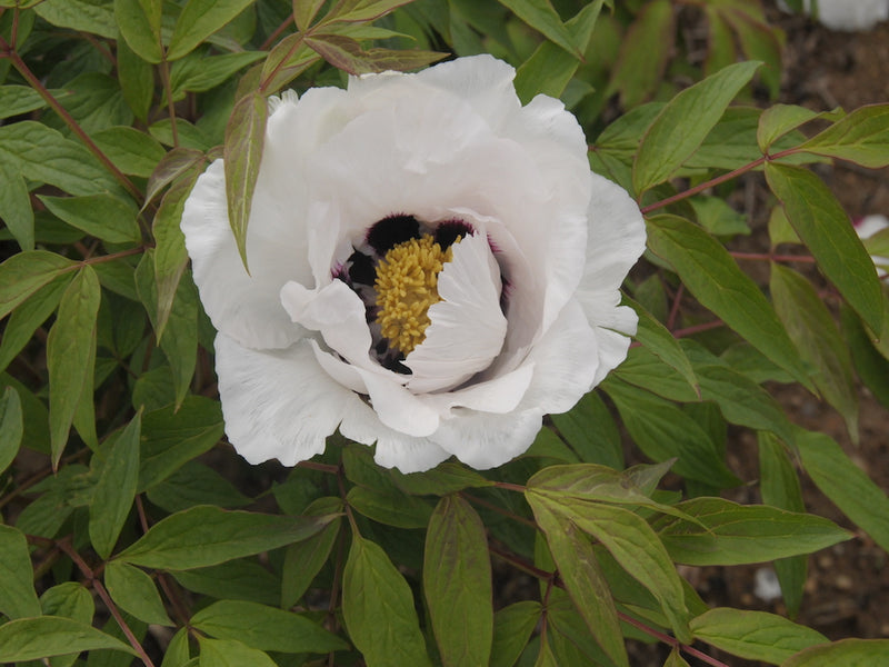 Seed Grown Tree Peony #2025-068