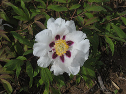 Seed Grown Tree Peony #2025-070