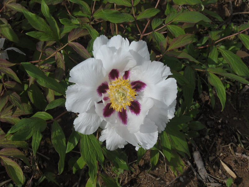Seed Grown Tree Peony #2025-070