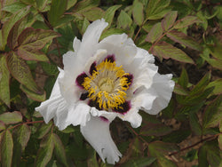 Seed Grown Tree Peony #2025-071