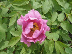 Seed Grown Tree Peony #2025-072