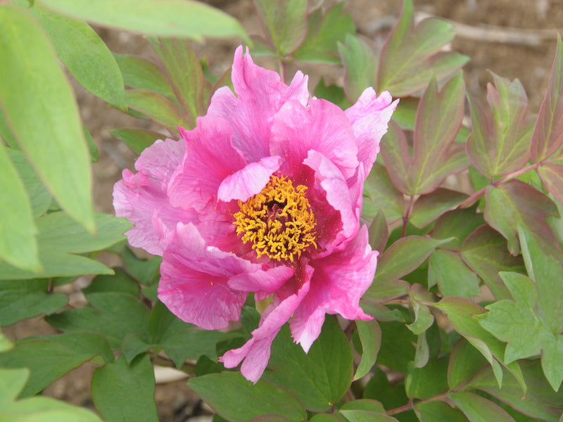Seed Grown Tree Peony #2025-073
