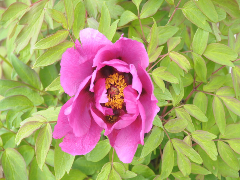 Seed Grown Tree Peony #2025-074