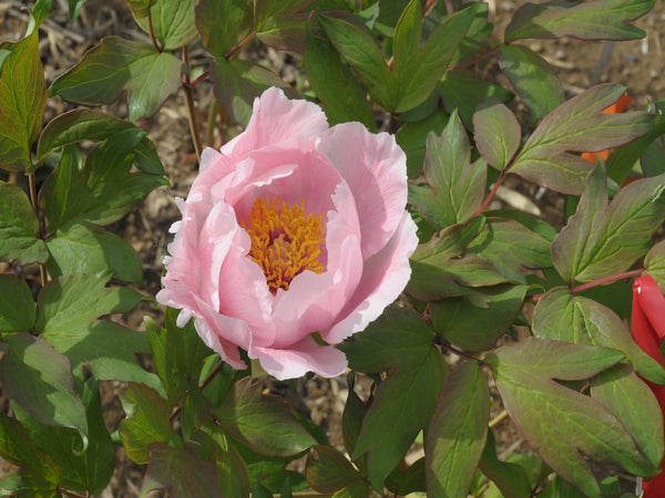 Seed Grown Tree Peony #2025-075