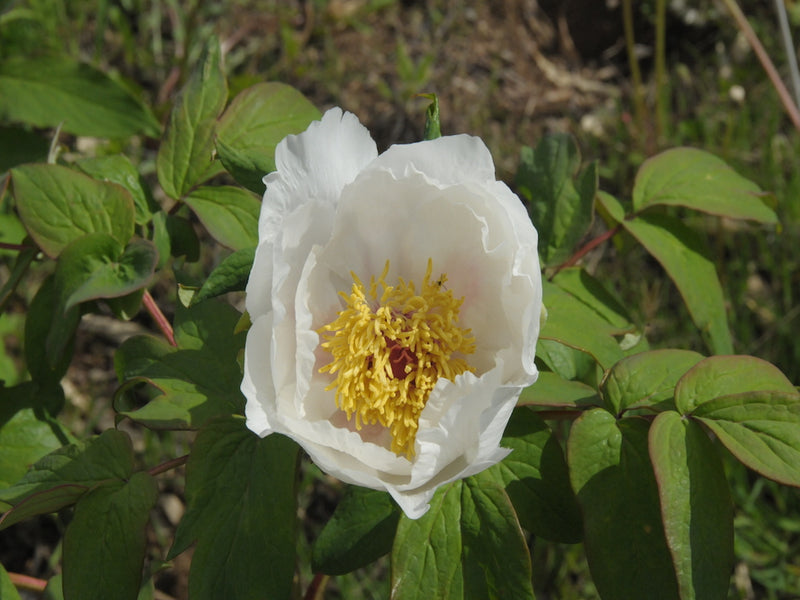 Seed Grown Tree Peony #2025-076