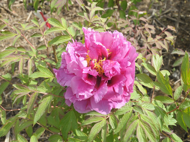 Seed Grown Tree Peony #2025-077