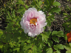 Seed Grown Tree Peony #2025-082