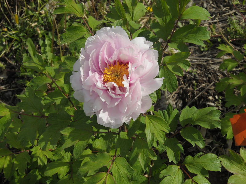 Seed Grown Tree Peony #2025-082