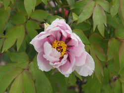 Seed Grown Tree Peony #2025-085