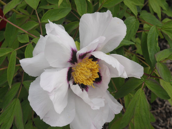 Seed Grown Tree Peony #2025-086
