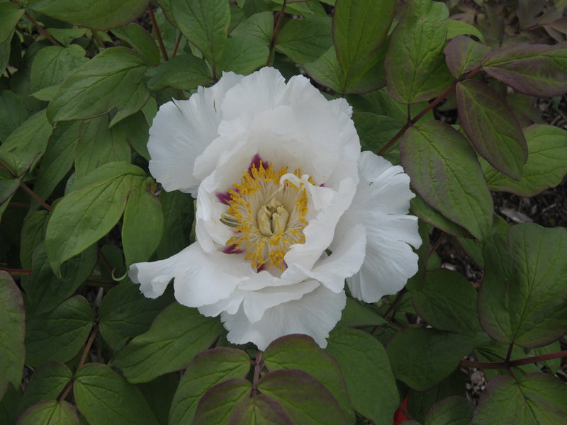 Seed Grown Tree Peony #2025-087