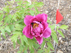 Seed Grown Tree Peony #2025-088