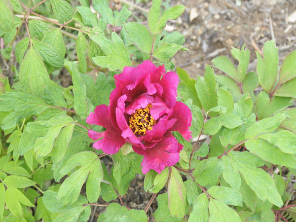 Seed Grown Tree Peony #2025-089