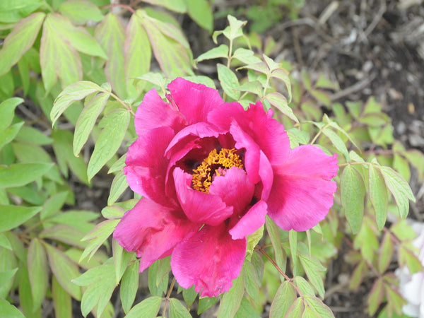 Seed Grown Tree Peony #2025-090