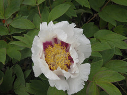 Seed Grown Tree Peony #2025-091