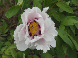 Seed Grown Tree Peony #2025-092