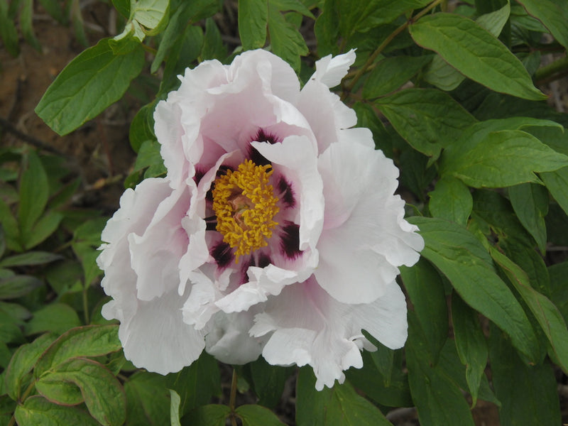 Seed Grown Tree Peony #2025-092