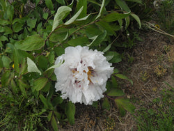 Seed Grown Tree Peony #2025-093