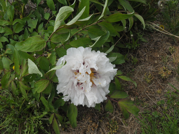 Seed Grown Tree Peony #2025-093