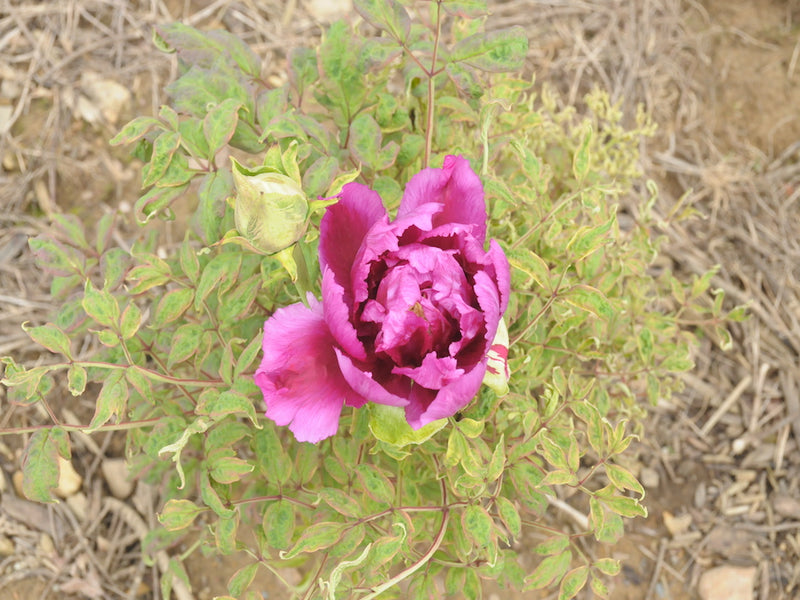 Seed Grown Tree Peony #2025-094
