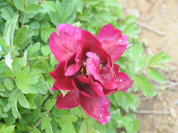 Seed Grown Tree Peony #2025-095