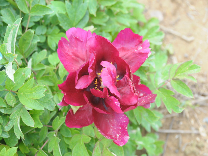 Seed Grown Tree Peony #2025-095