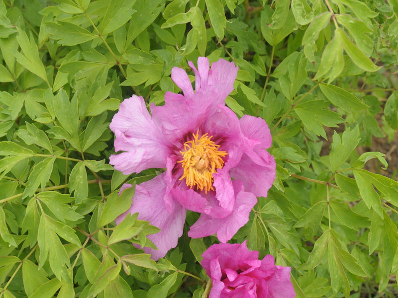 Seed Grown Tree Peony #2025-096