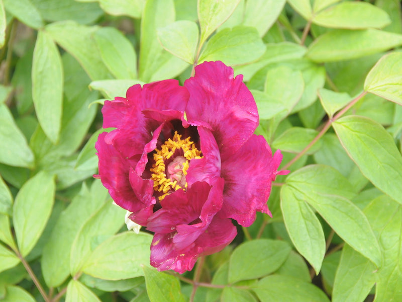 Seed Grown Tree Peony #2025-097