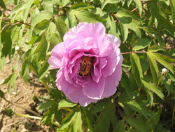 Seed Grown Tree Peony #2025-098
