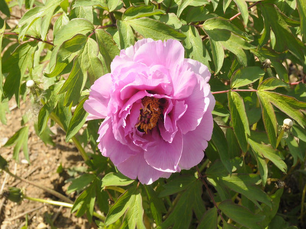 Seed Grown Tree Peony #2025-098