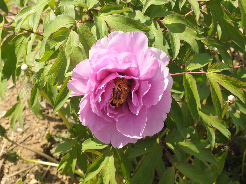 Seed Grown Tree Peony #2025-098
