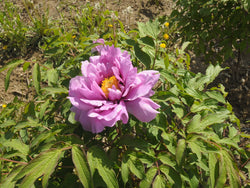 Seed Grown Tree Peony #2025-099