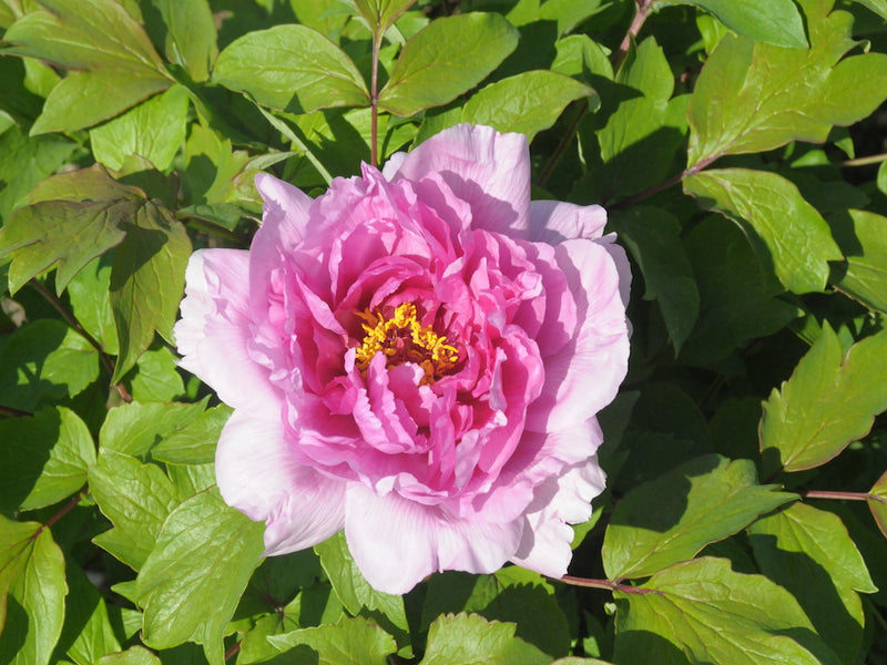 Seed Grown Tree Peony #2025-100