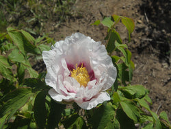 Seed Grown Tree Peony #2025-101