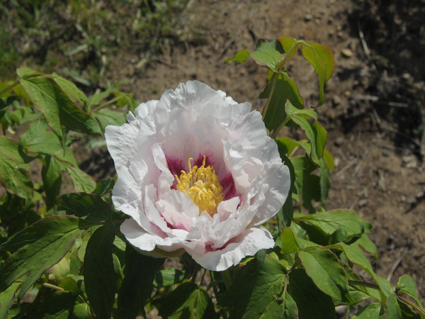 Seed Grown Tree Peony #2025-101
