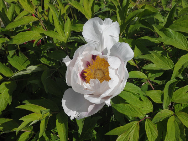 Seed Grown Tree Peony #2025-102